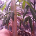 Two Months Growing